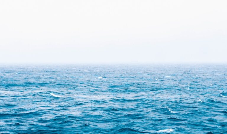 proyecto ballena 2021 escribodeviajes