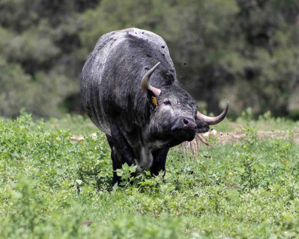 Ganaderías de toro bravo en Tlaxcala