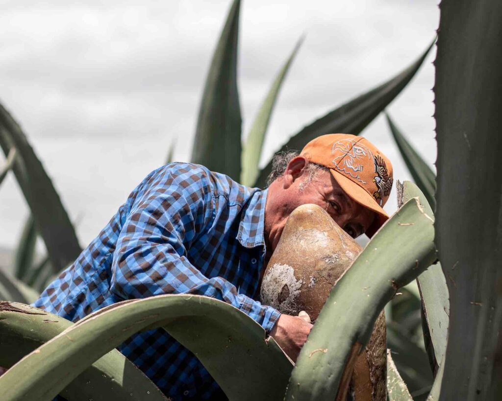 Producción de pulque en la Hacienda Xochuca en Tlaxco, Tlaxcala