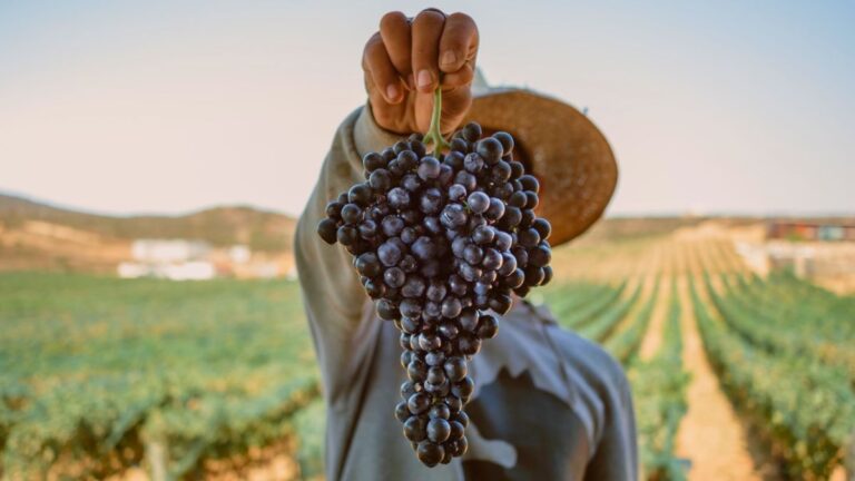 fiestas de la vendimia 2026 valle de guadalupe escribo de viajes