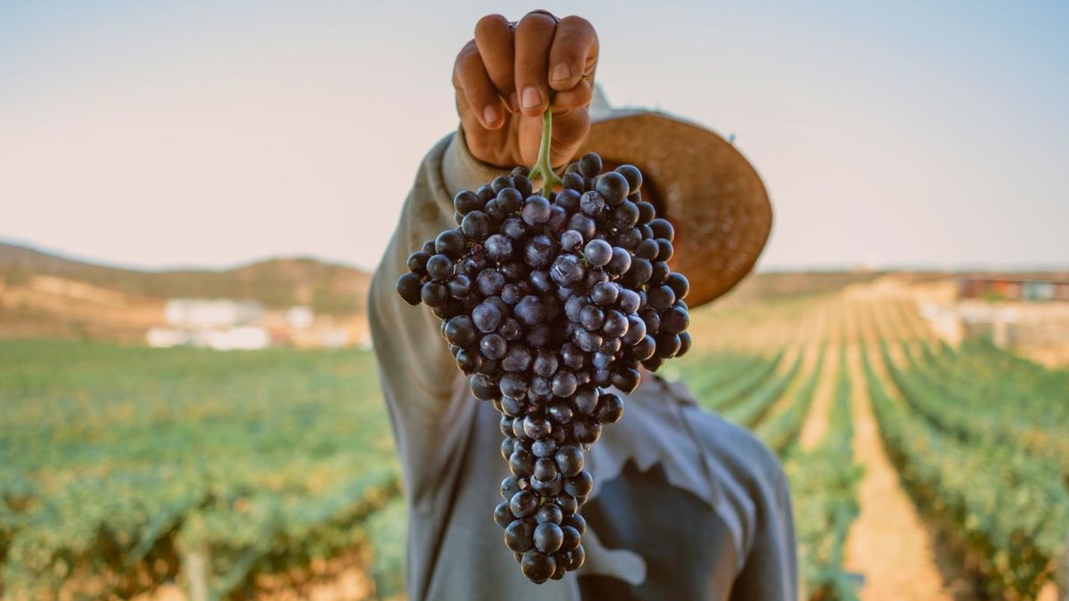 fiestas de la vendimia 2026 valle de guadalupe escribo de viajes